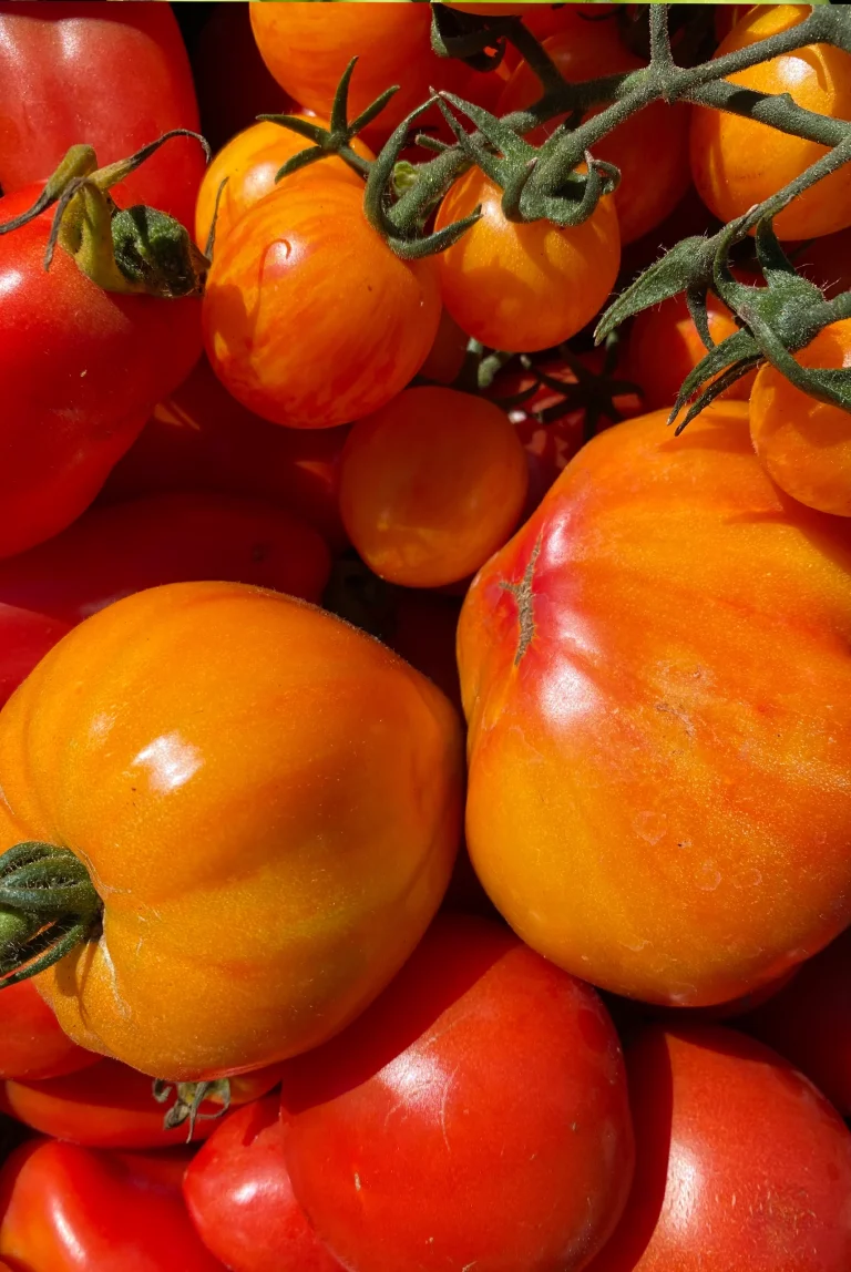 Tomaten